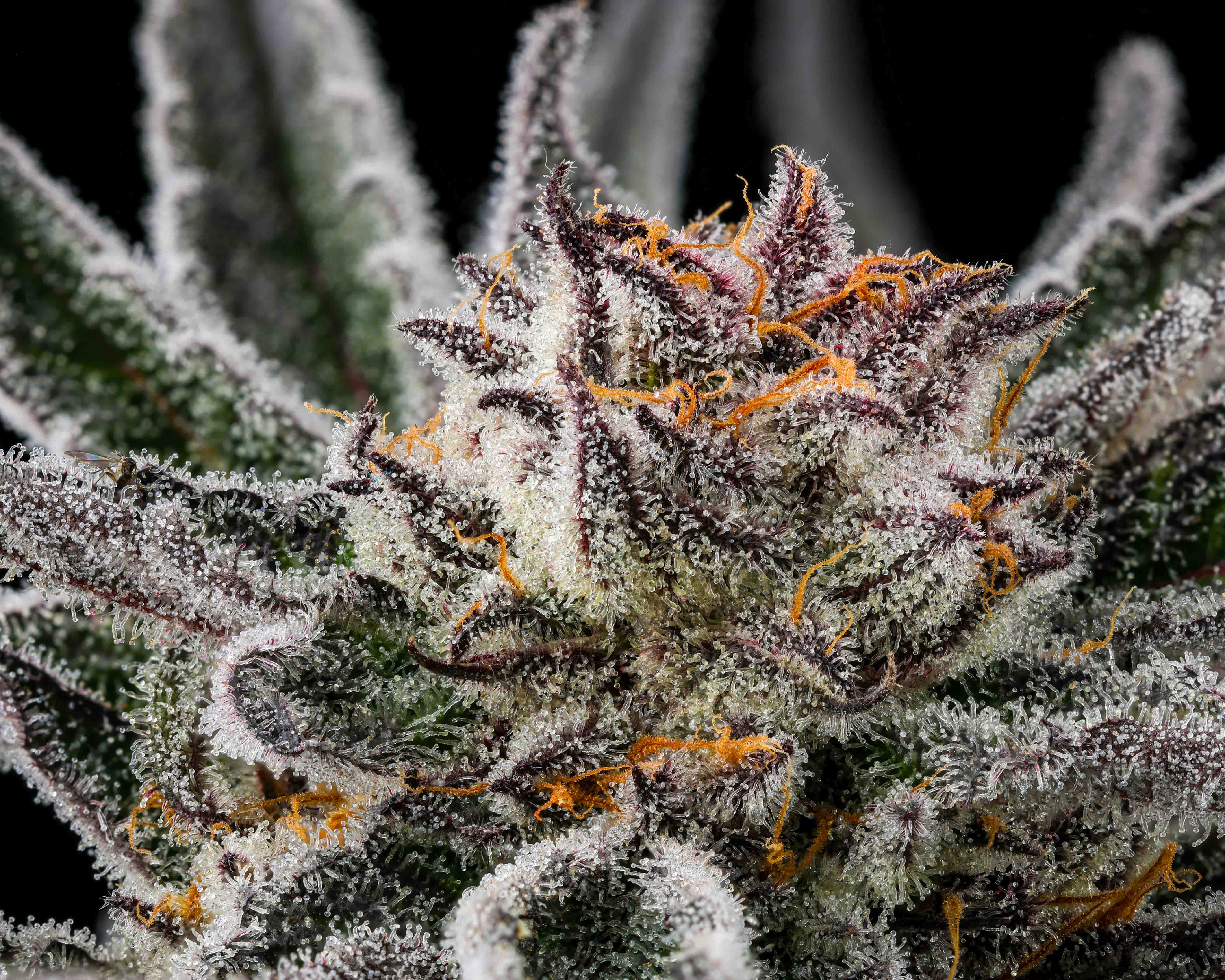 Close-up of a cannabis bud covered in white trichomes and orange hairs against a black background.