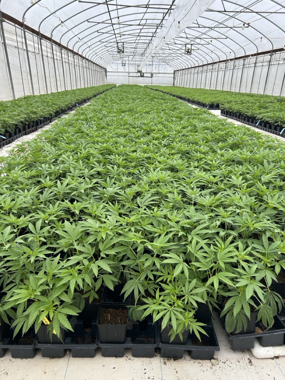 Rows of green plants growing in a large greenhouse with a central walkway and ventilation fans.