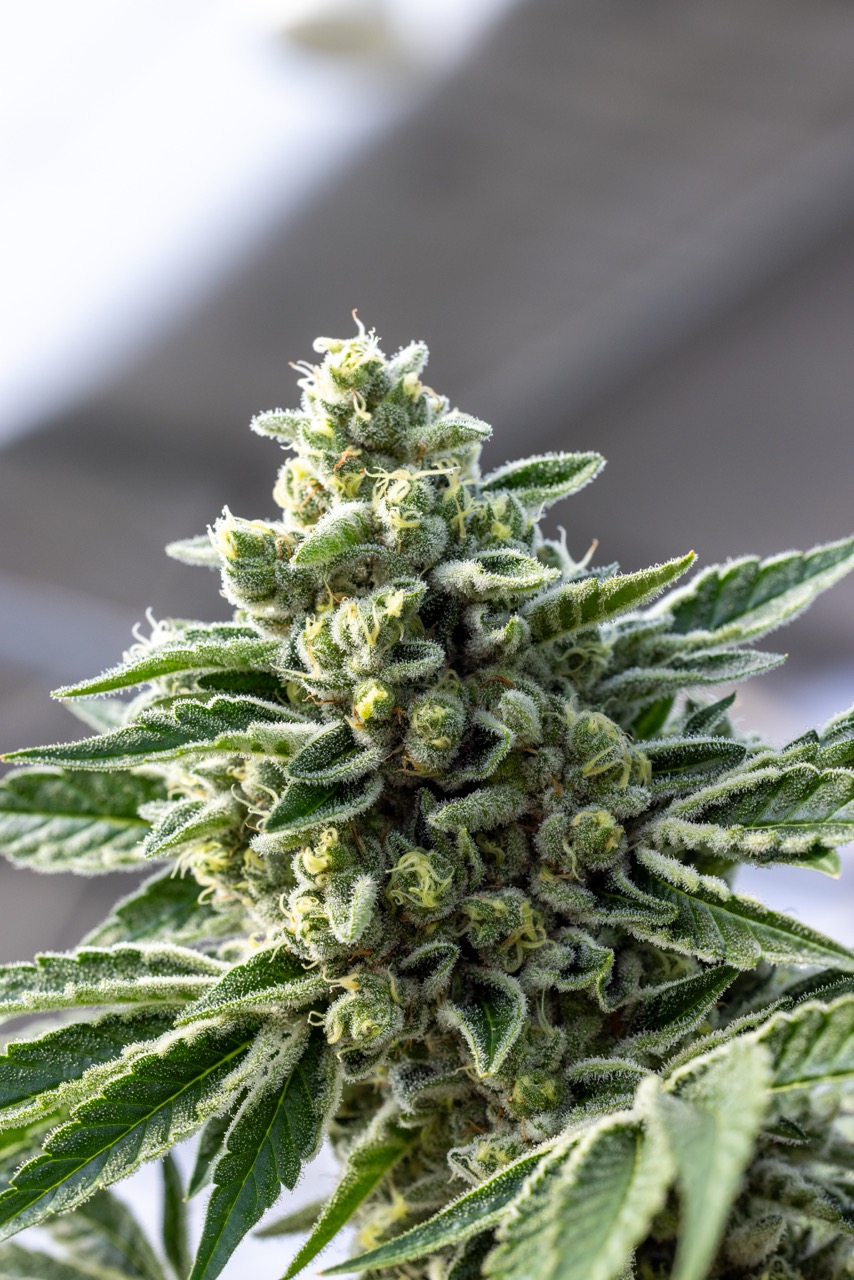 Close-up of a dense cannabis bud covered in white trichomes and orange pistils surrounded by green leaves.
