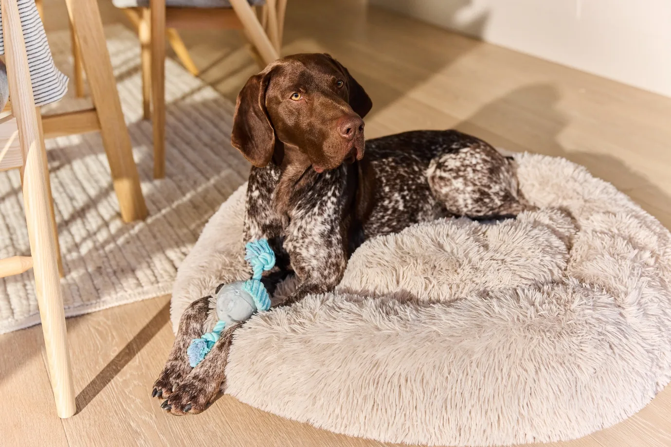 German Shorthaired Pointer resting on a plush dog bed in a sunlit open-plan home