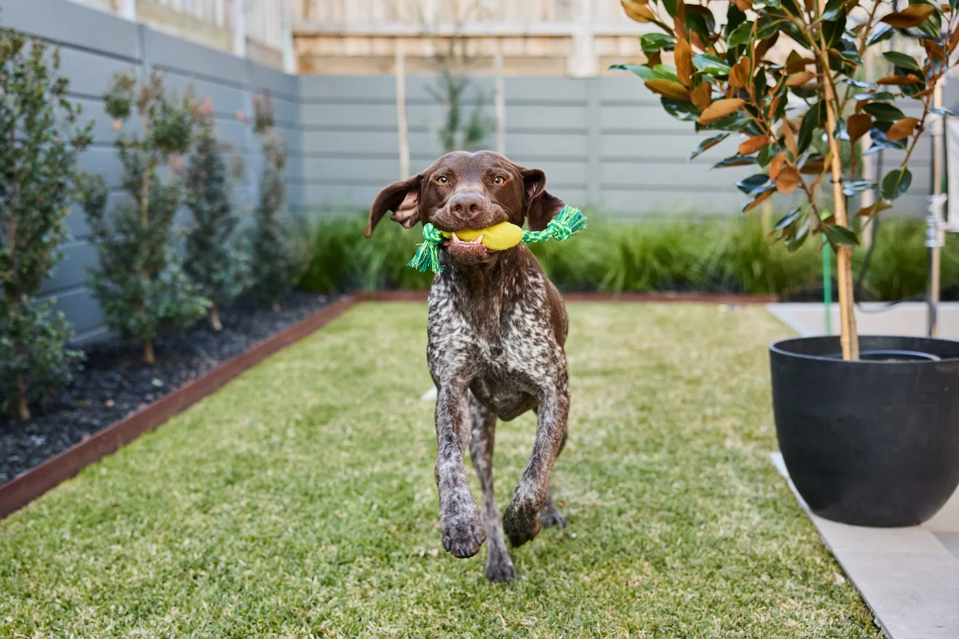 German Shorthaired Pointer running across a lawn with a toy in a securely fenced, landscaped backyard