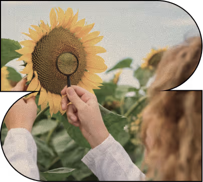 Une personne tenant une loupe vers un tournesol dans un champ de tournesols.