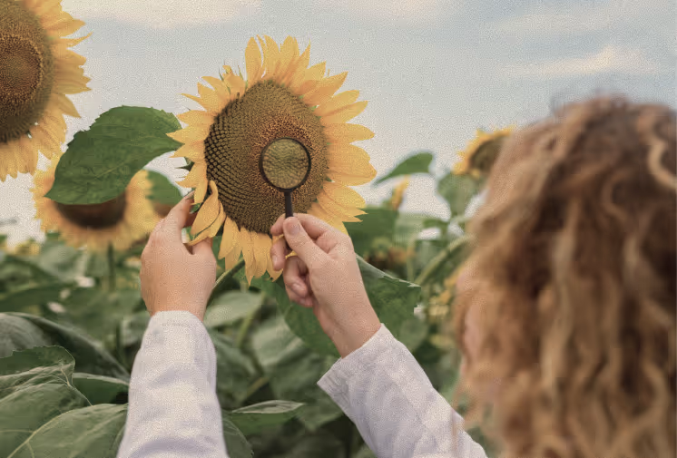 Une personne tenant une loupe vers un tournesol dans un champ de tournesols.