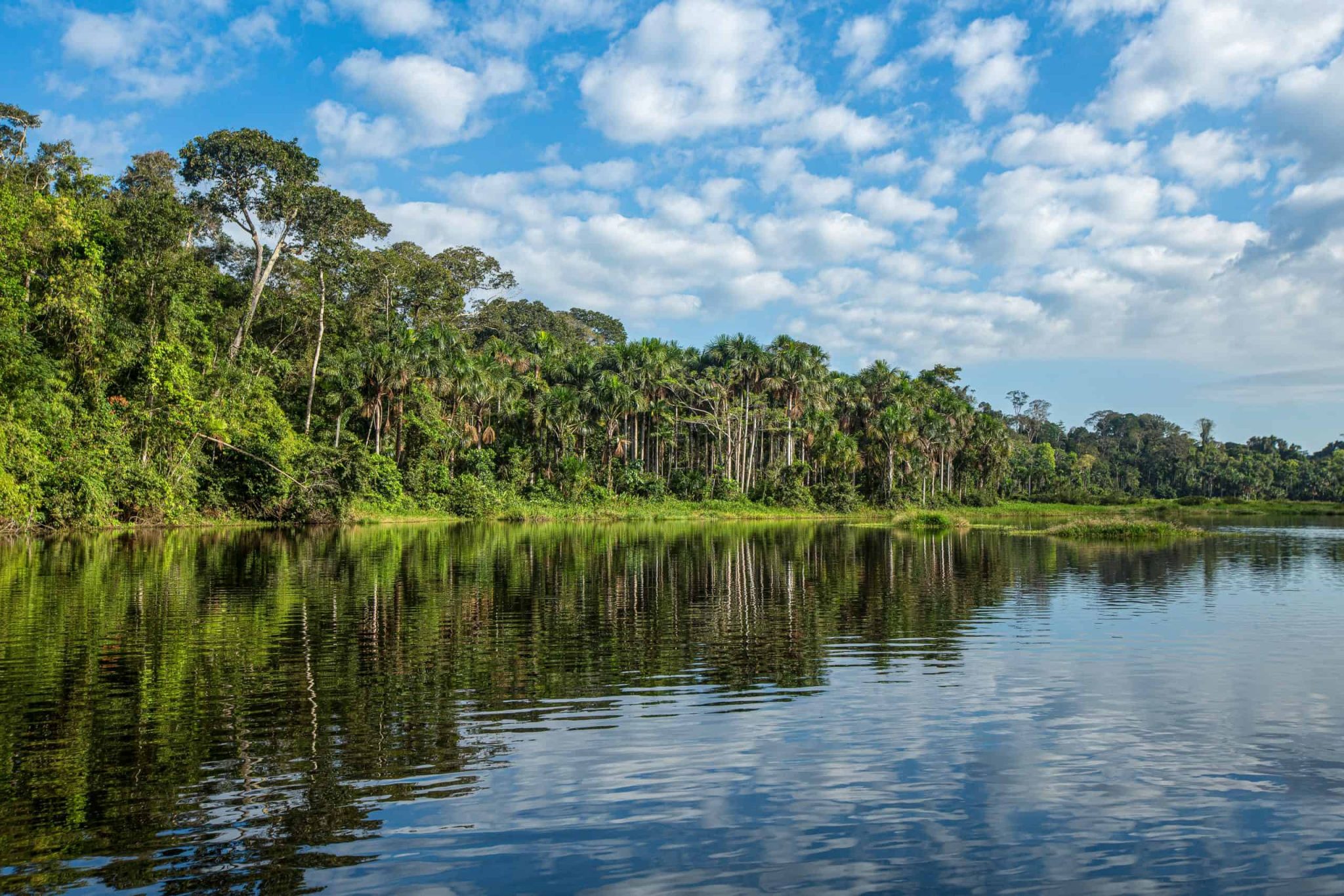 The Amazon