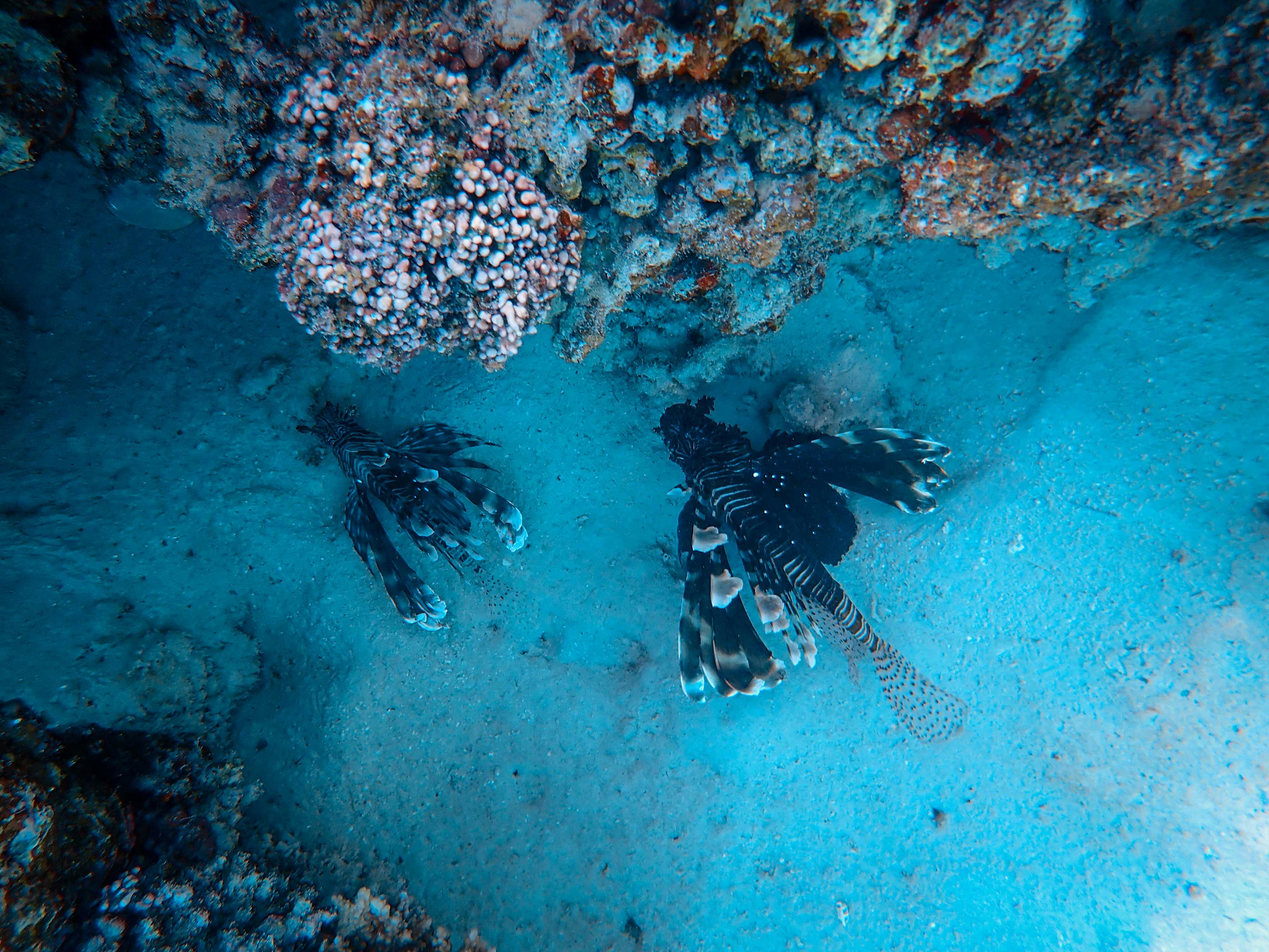 Two lionfish moving beneath a rocky coral reef ledge.