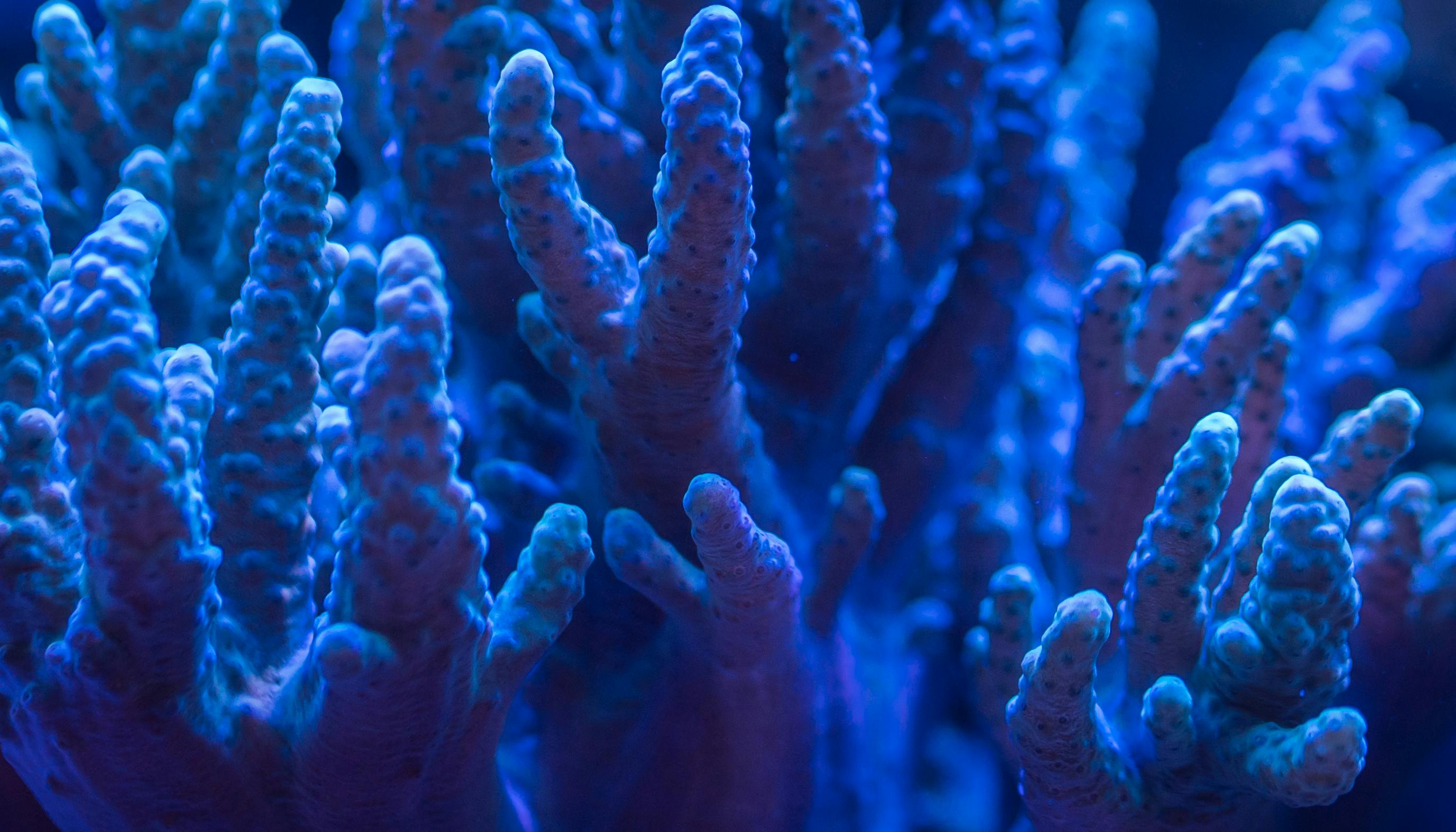Close view of blue coral branches underwater.