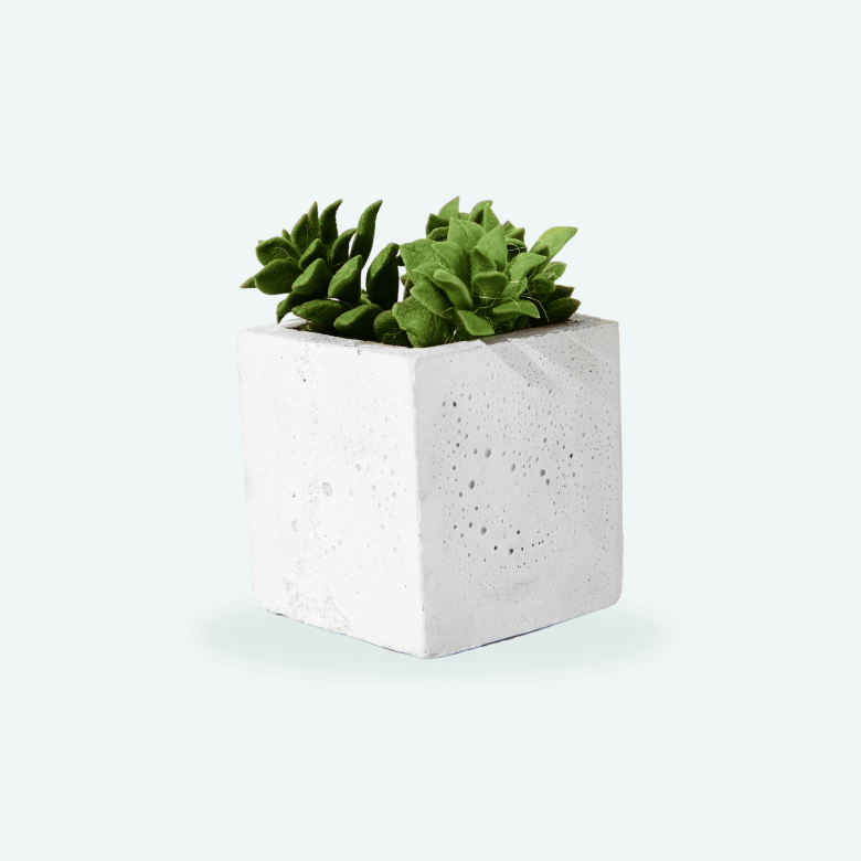 Succulent Plant