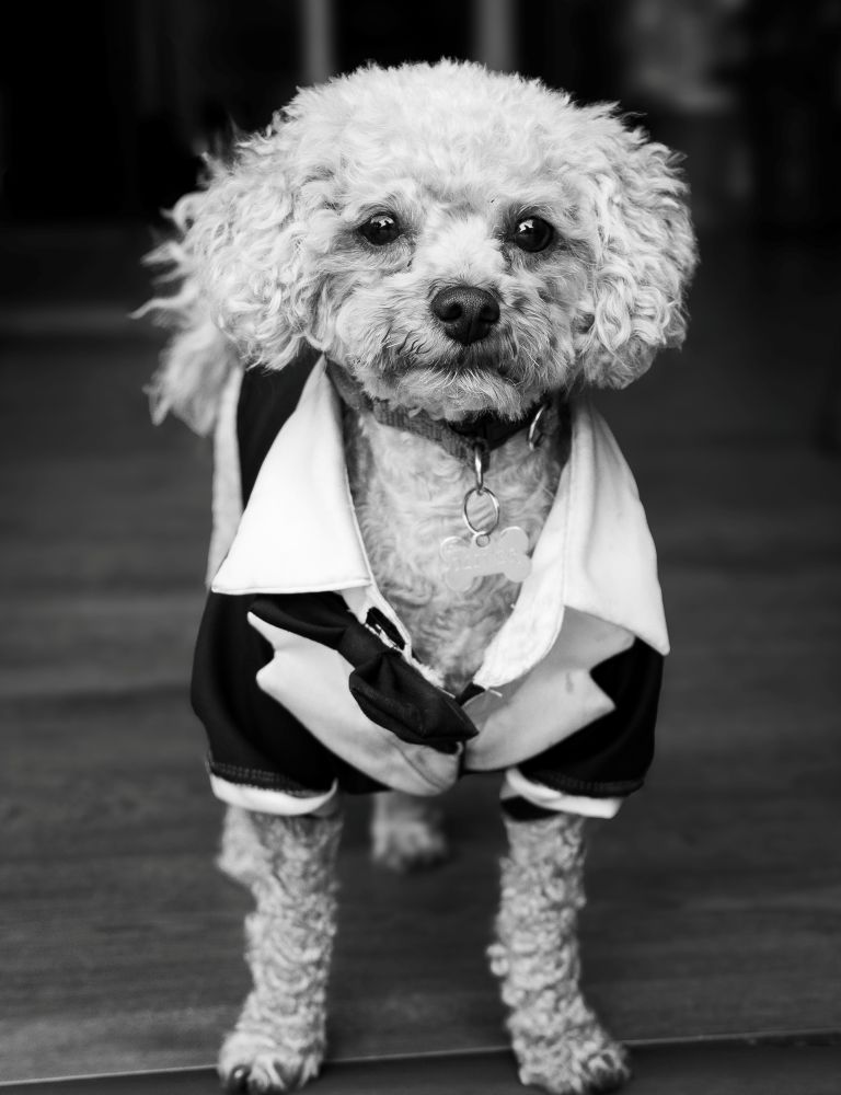 image of wedding catering display