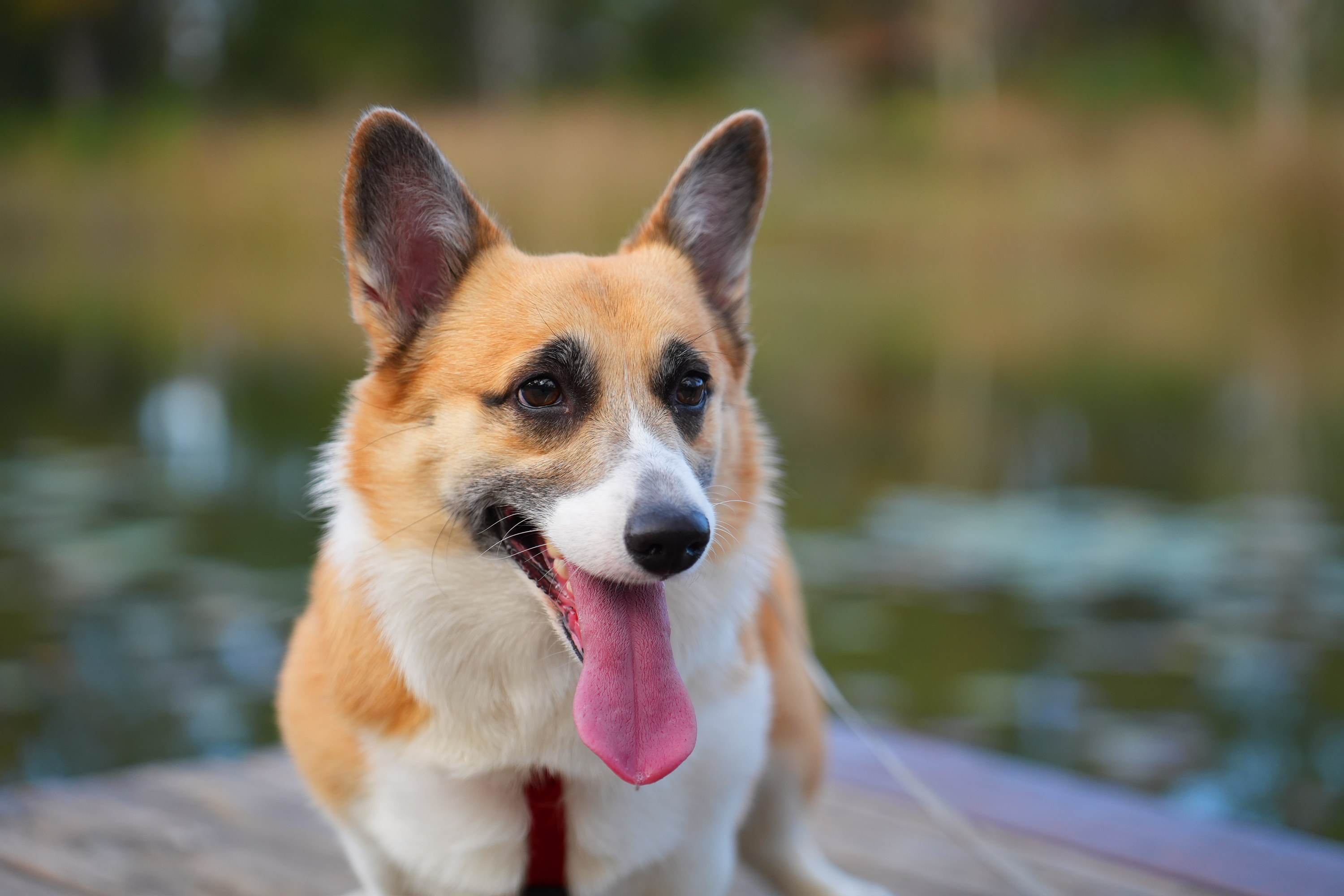 An image of my corgi, Rosie.
