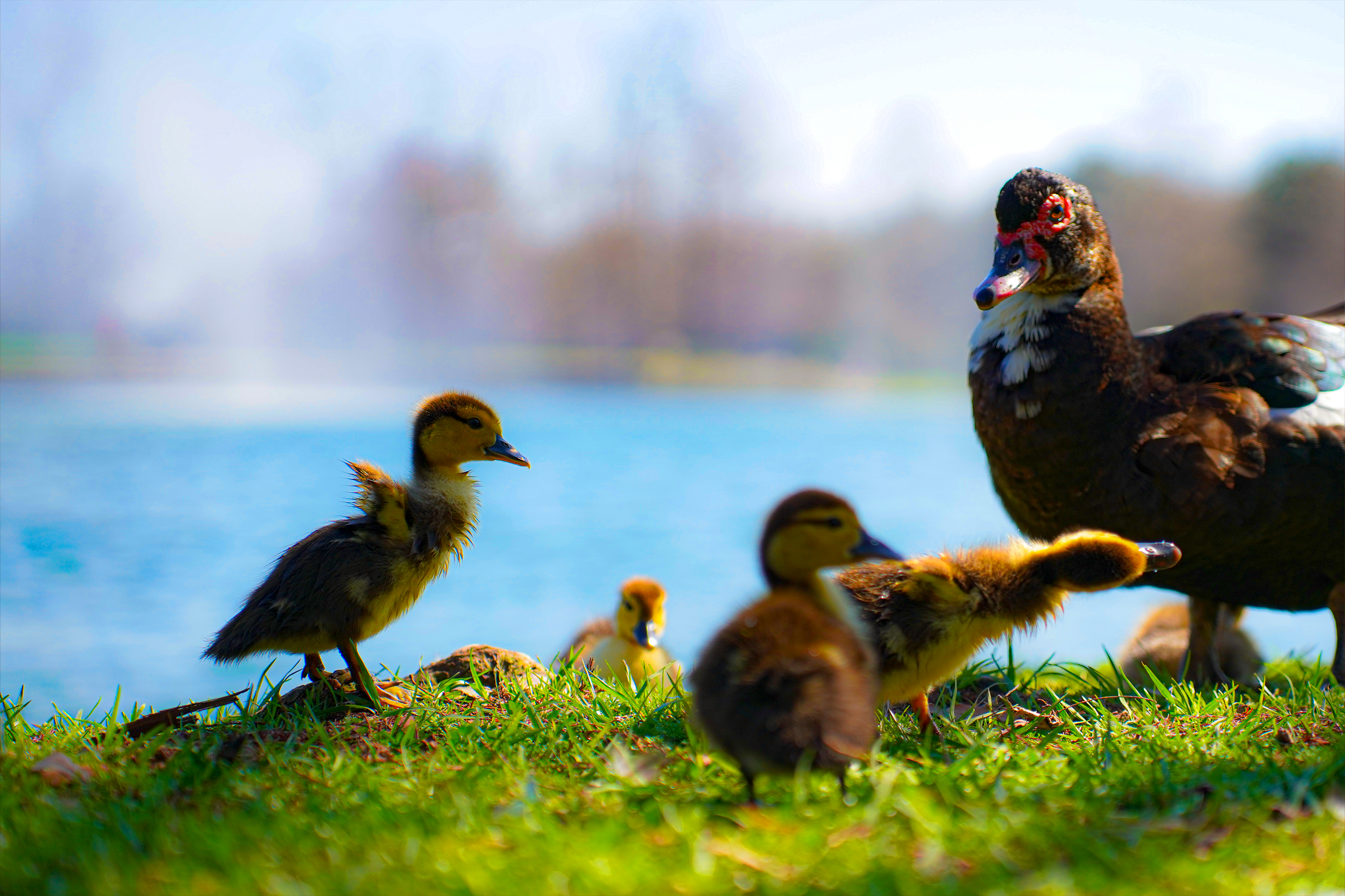 A family of ducks.