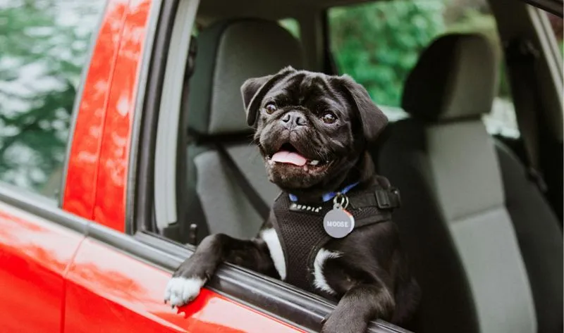 A small black dog sitting in the back seat of a red truck