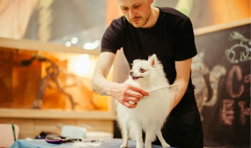 A man is grooming a small white dog