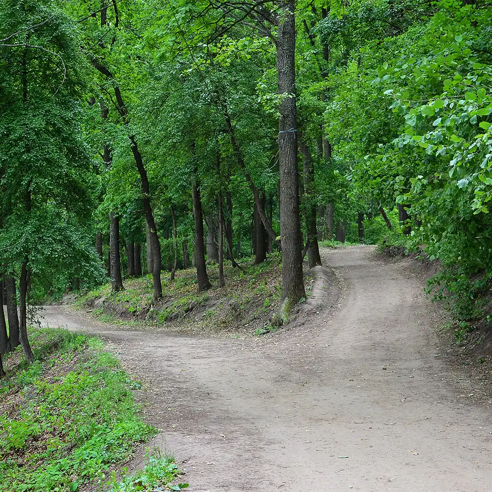 A road diverging in the woods