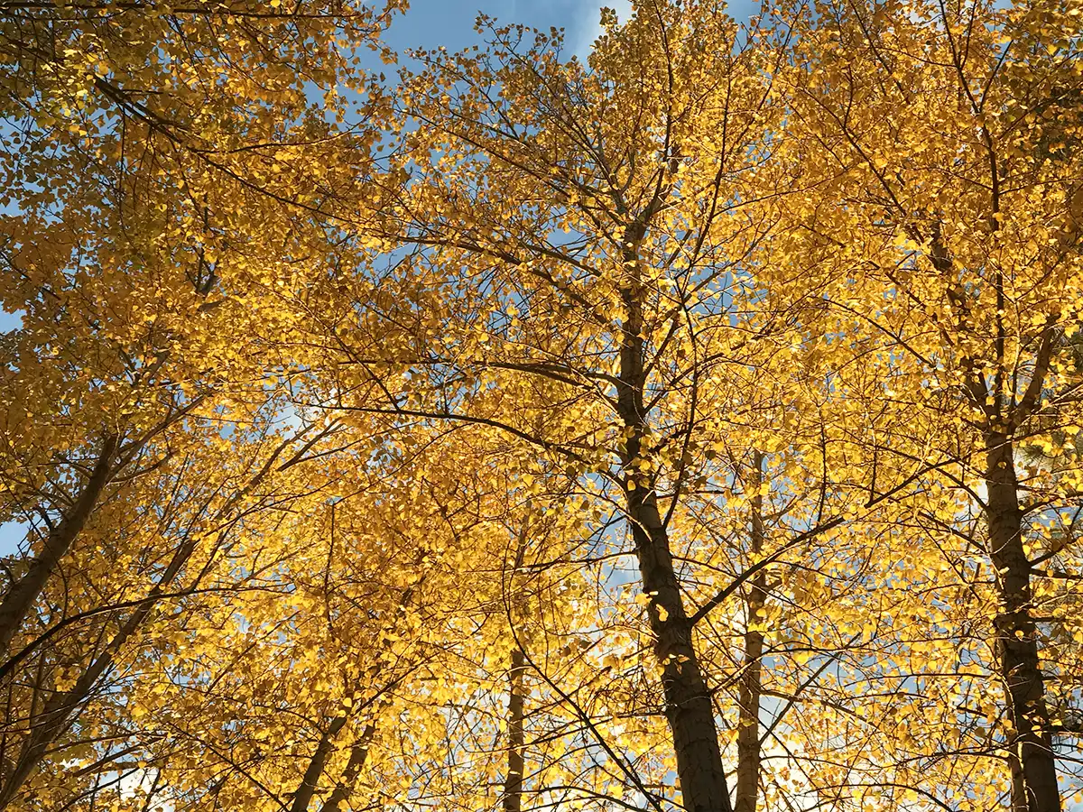 Golden leaves on trees