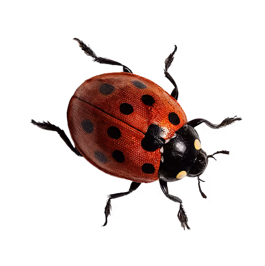 Close-up of a red ladybug with black spots on a transparent background.