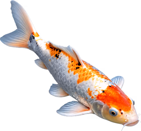 Orange, white, and black koi fish swimming against a transparent background.