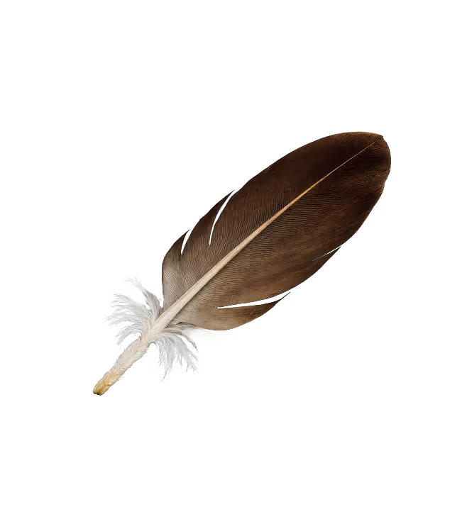 Single brown bird feather with white downy barbs at the base on a transparent background.