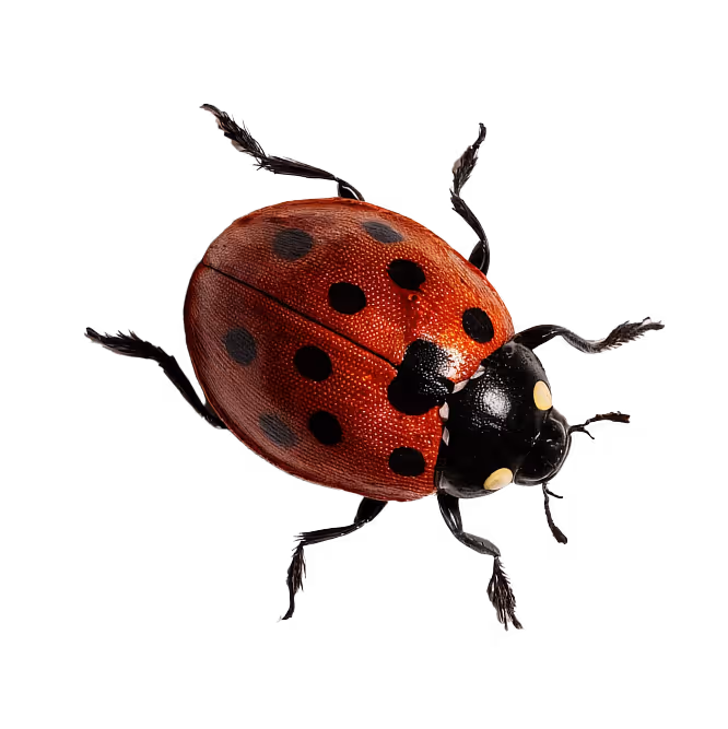 Close-up of a red ladybug with black spots on a black background.