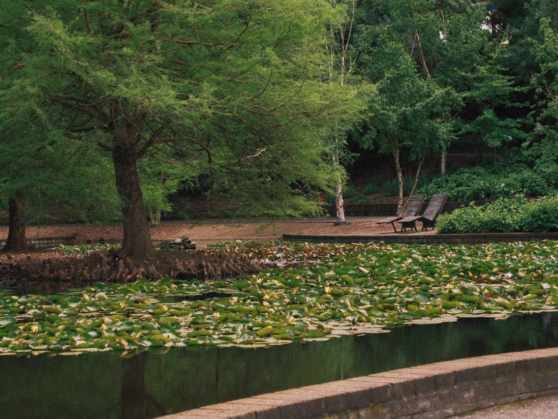 Pond with lily pads and white flowers, surrounded by trees and two wooden lounge chairs on a path.