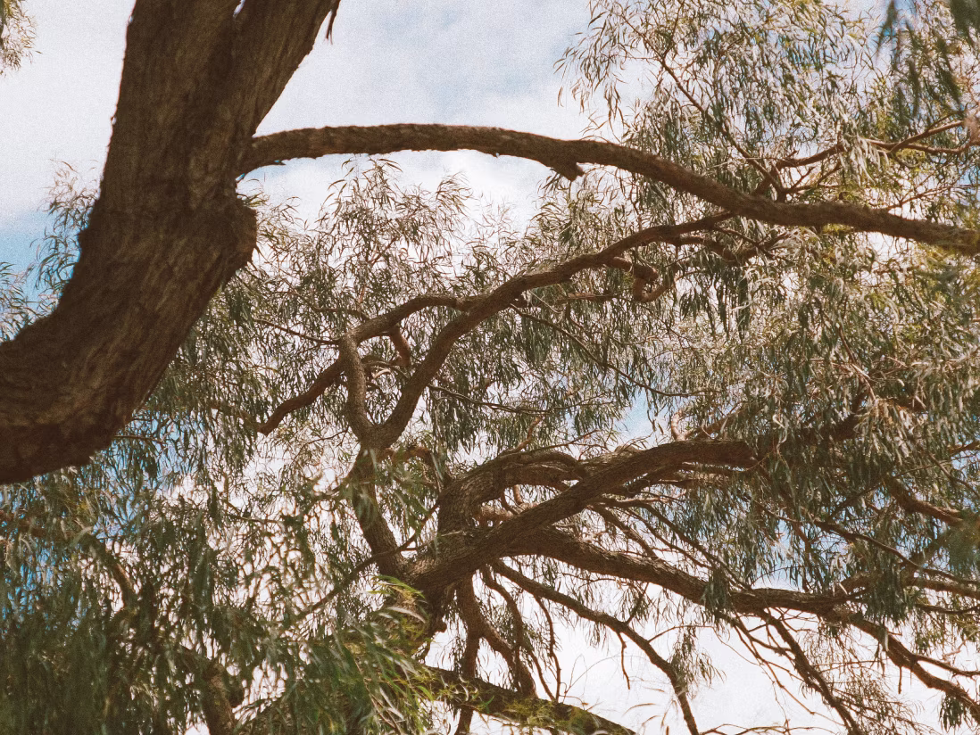 View of tree branches with green leaves against a partly cloudy sky.