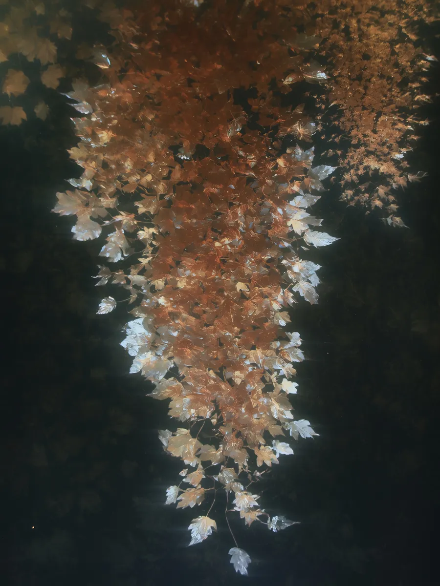 Golden leaves falling.