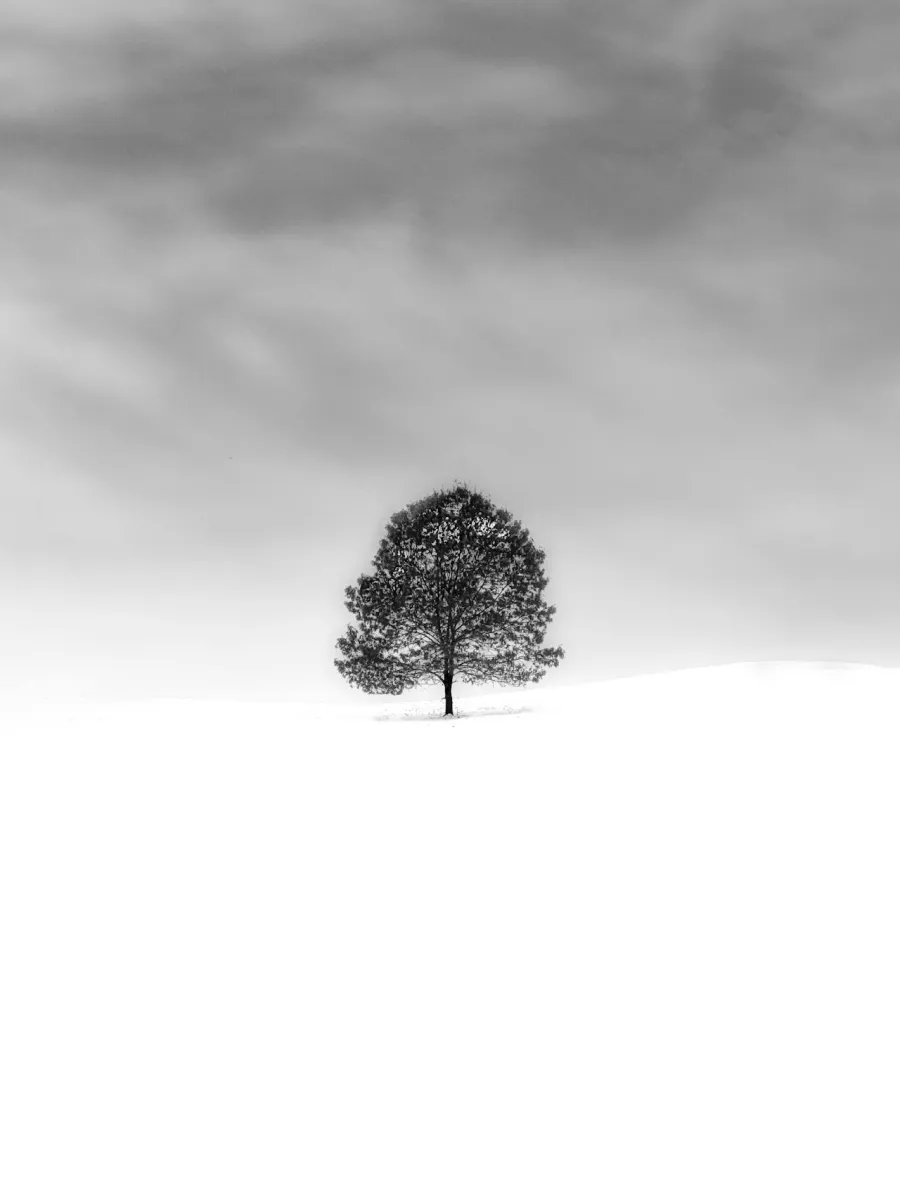 Minimalist photo of a single tree in a foggy, white landscape.