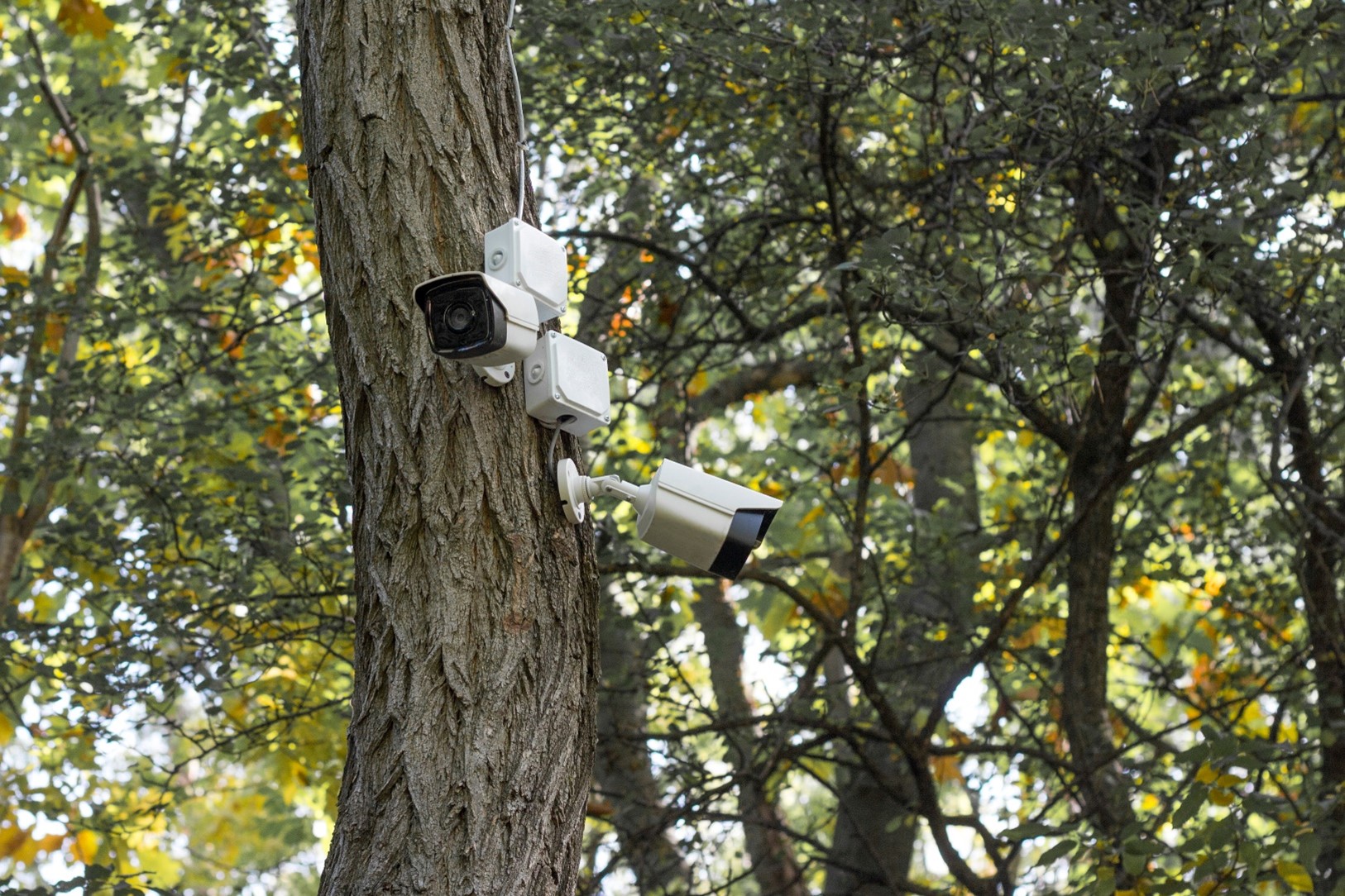 Active security cameras drilled into a tree.