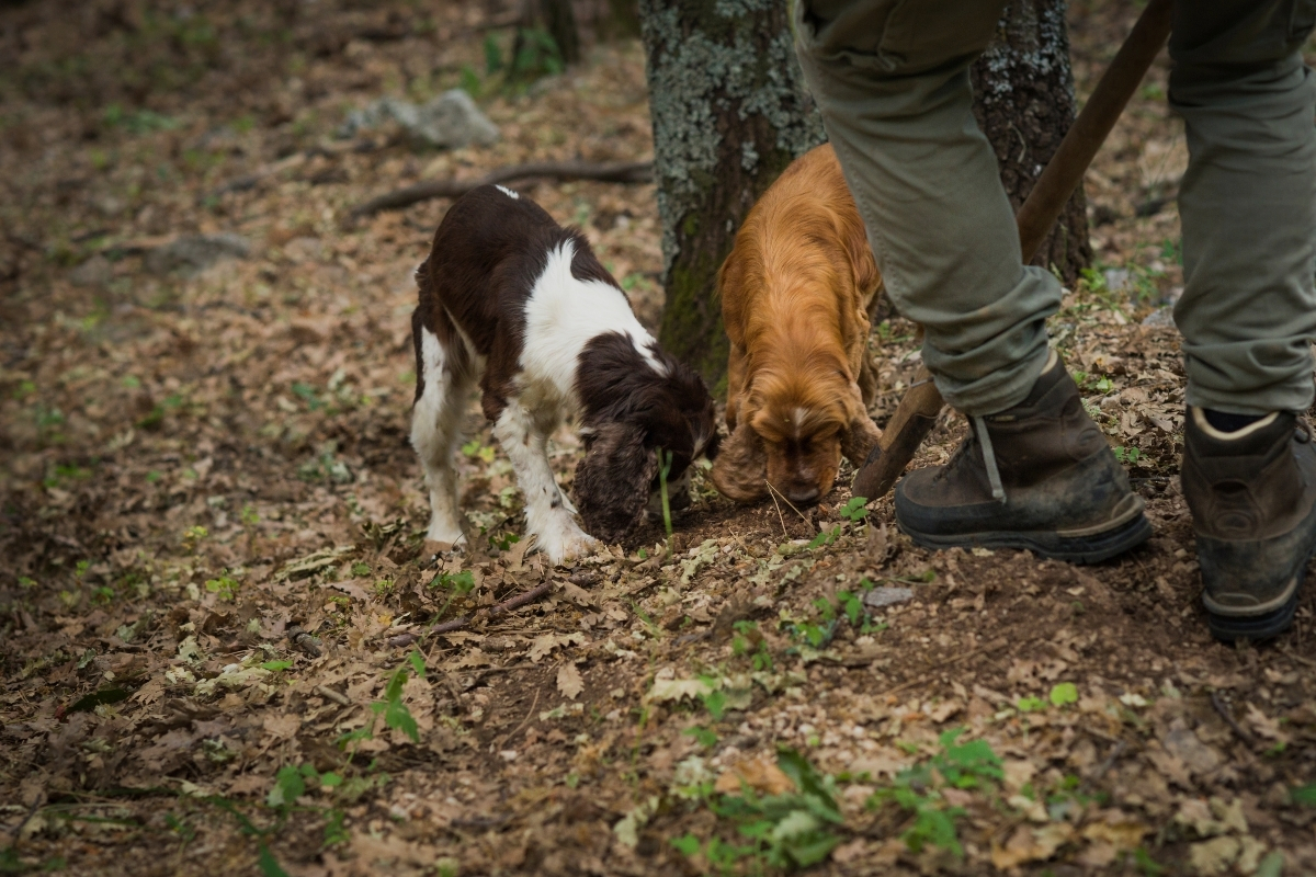 Truffle hunting dogs