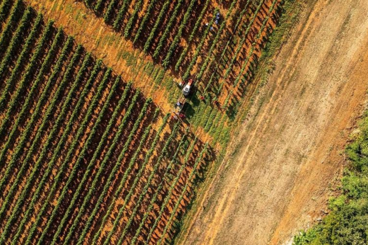 Damjanić Winery  vinyards