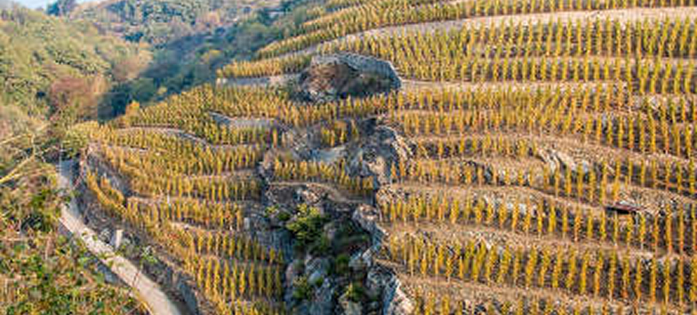 La route des vins de Vienne à Ampuis