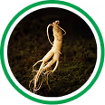 Ginseng