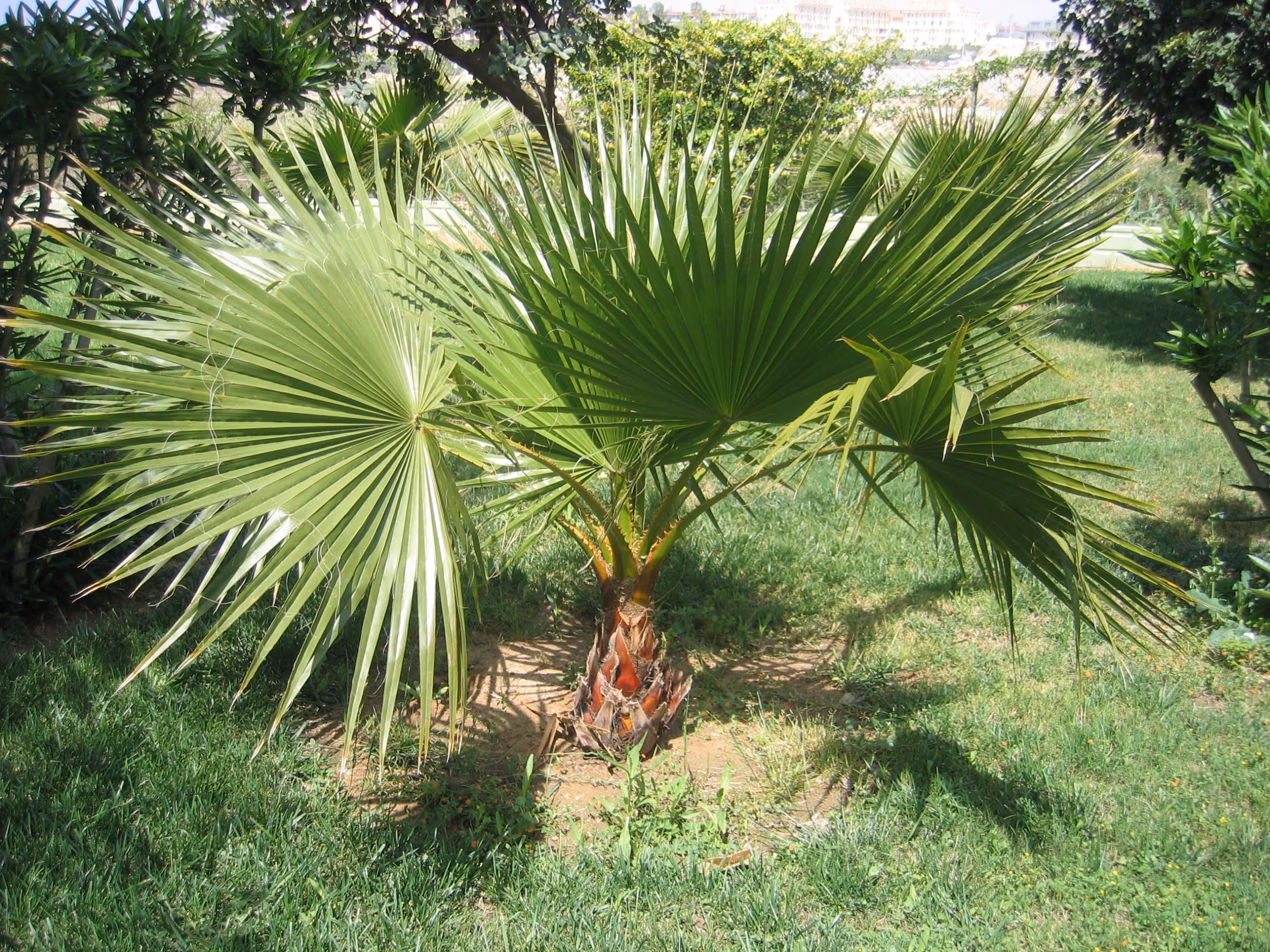 Saw Palme