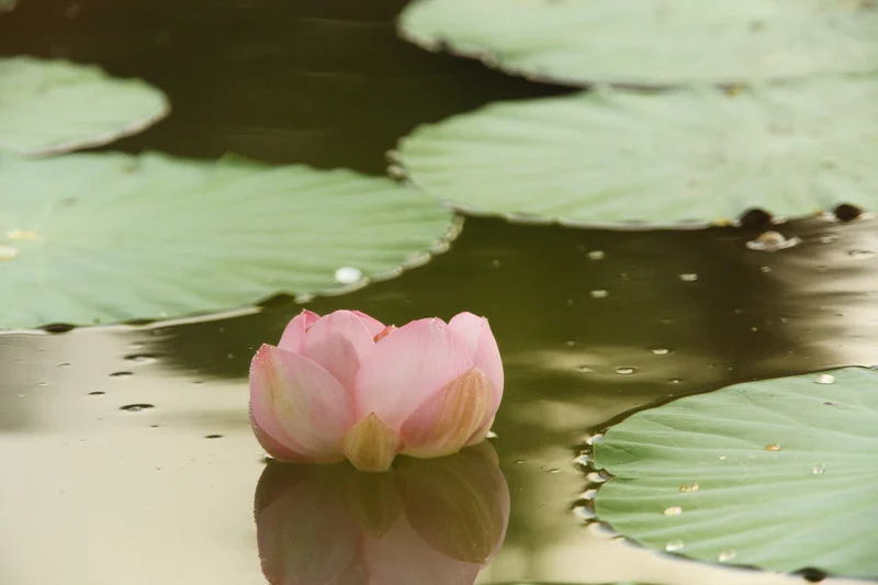 Une fleur de lotus rose flottant sur l'eau entourée de grandes feuilles vertes.