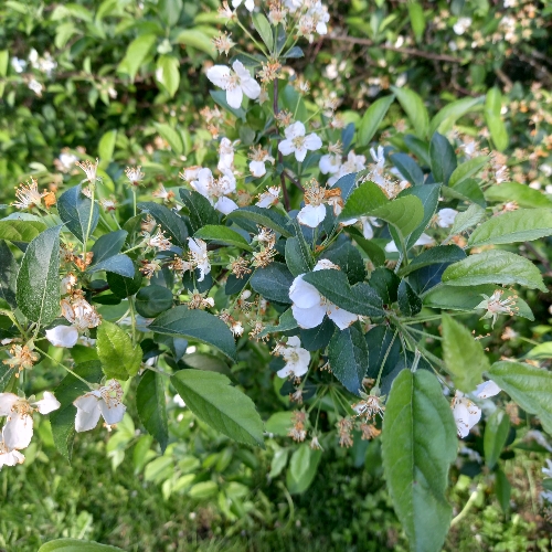Foto: Adrian Baesu, Naturvernforbundet