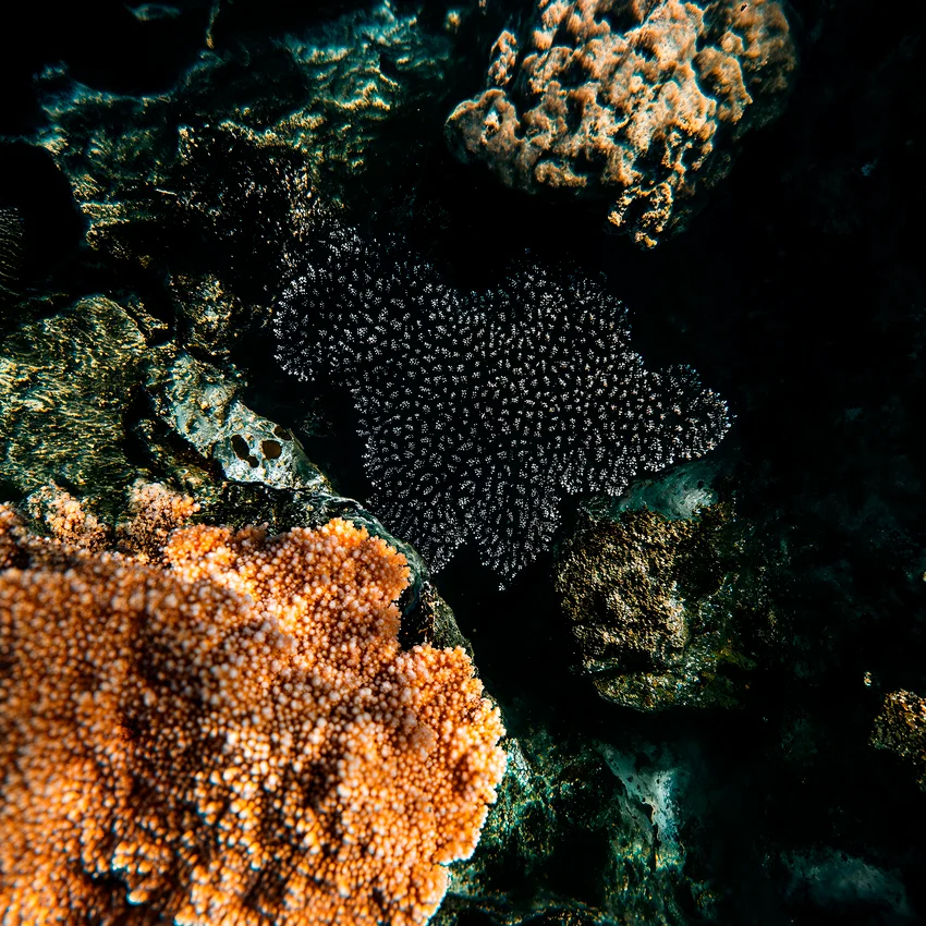 Close-up of coral and marine textures in warm orange and dark tones for the Dom Pérignon case study — ai advertising agency Detroit, photography & art direction by Pierrick Jégou, produced by Detroit AI Production House