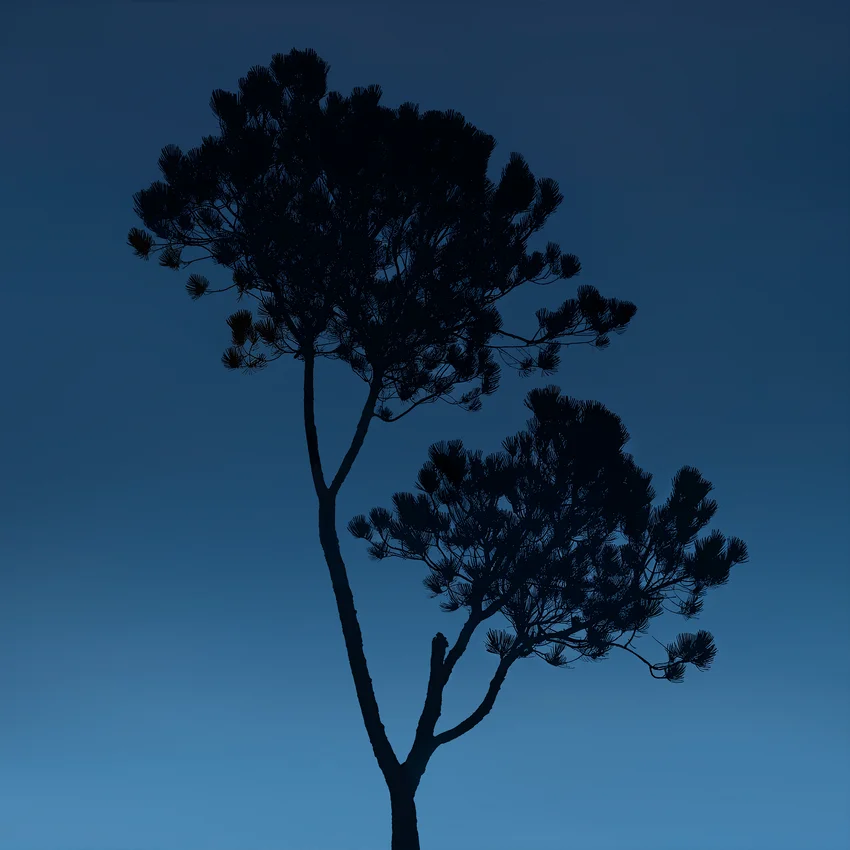 Silhouette of a lone pine tree against a deep blue sky for the Dom Pérignon case study — 3d product visualization Detroit, photography & art direction by Pierrick Jégou, produced by Detroit AI Production House