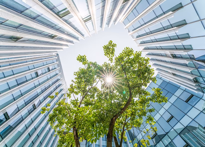 Green tree with sun shining through its leaves surrounded by tall modern glass buildings from a low angle.