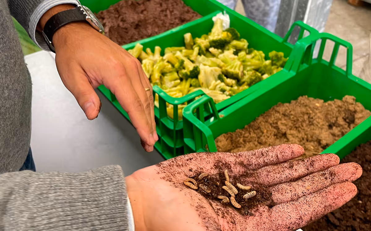 Hand holding soil and mealworms with trays of chopped vegetables and soil in the background.