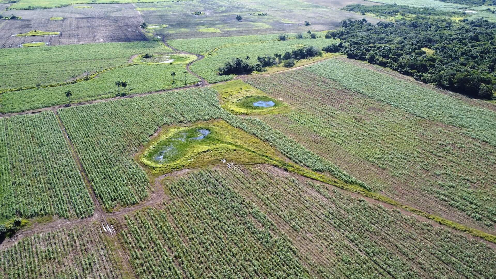Aerial view of green agricultural fields with patches of water and surrounding forest area.