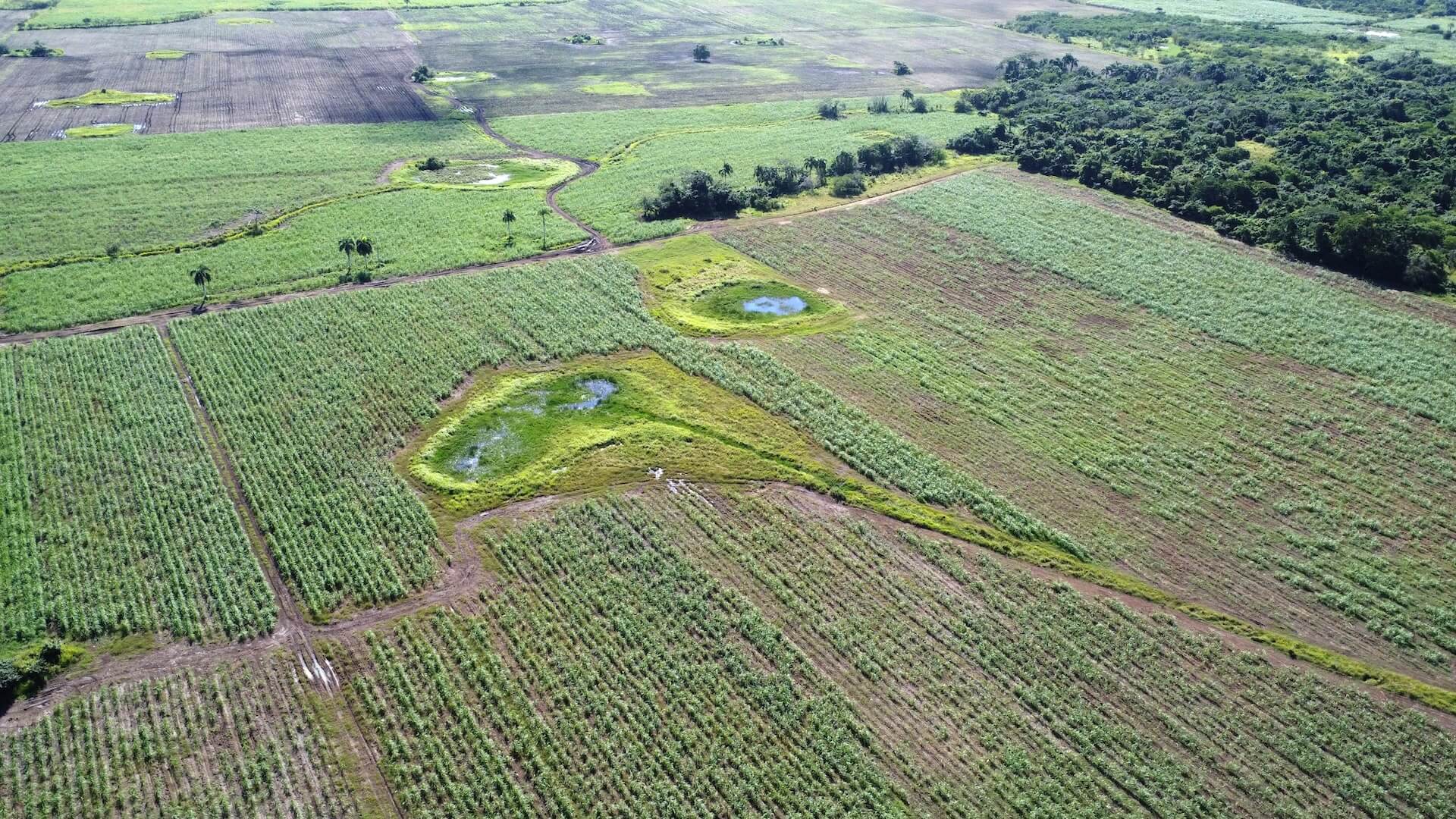 Aerial view of green agricultural fields with patches of water and surrounding forest area.