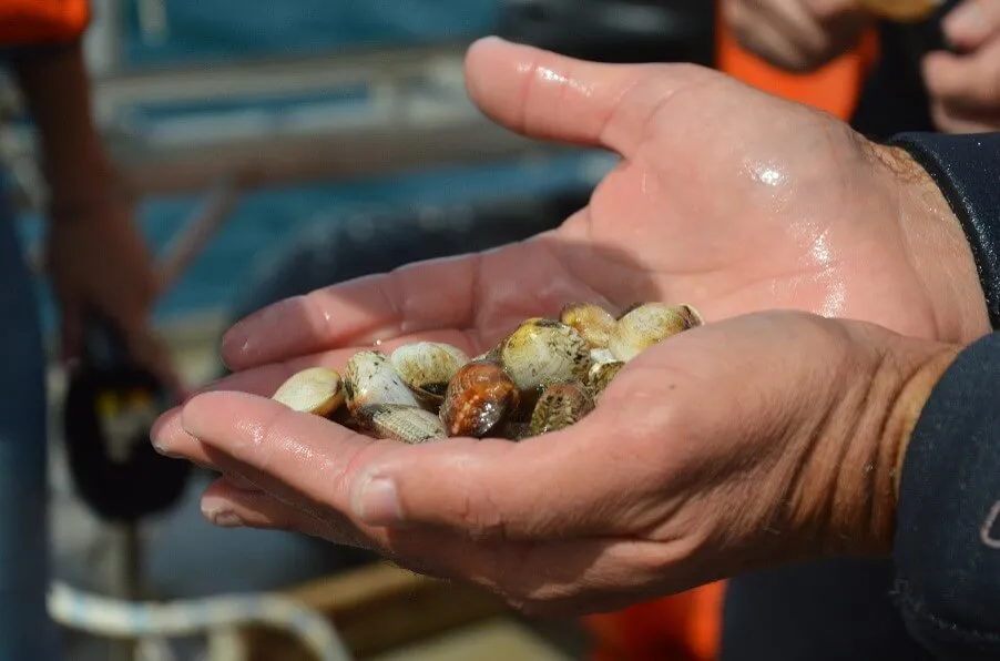 Wet hands holding a small collection of assorted seashells or clams outdoors.