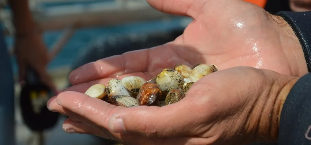 Hands gently holding a small collection of wet seashells of varying colours and patterns.