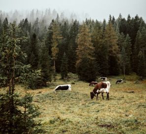 Prairies alpines et environnement naturel en montagne à Allevard