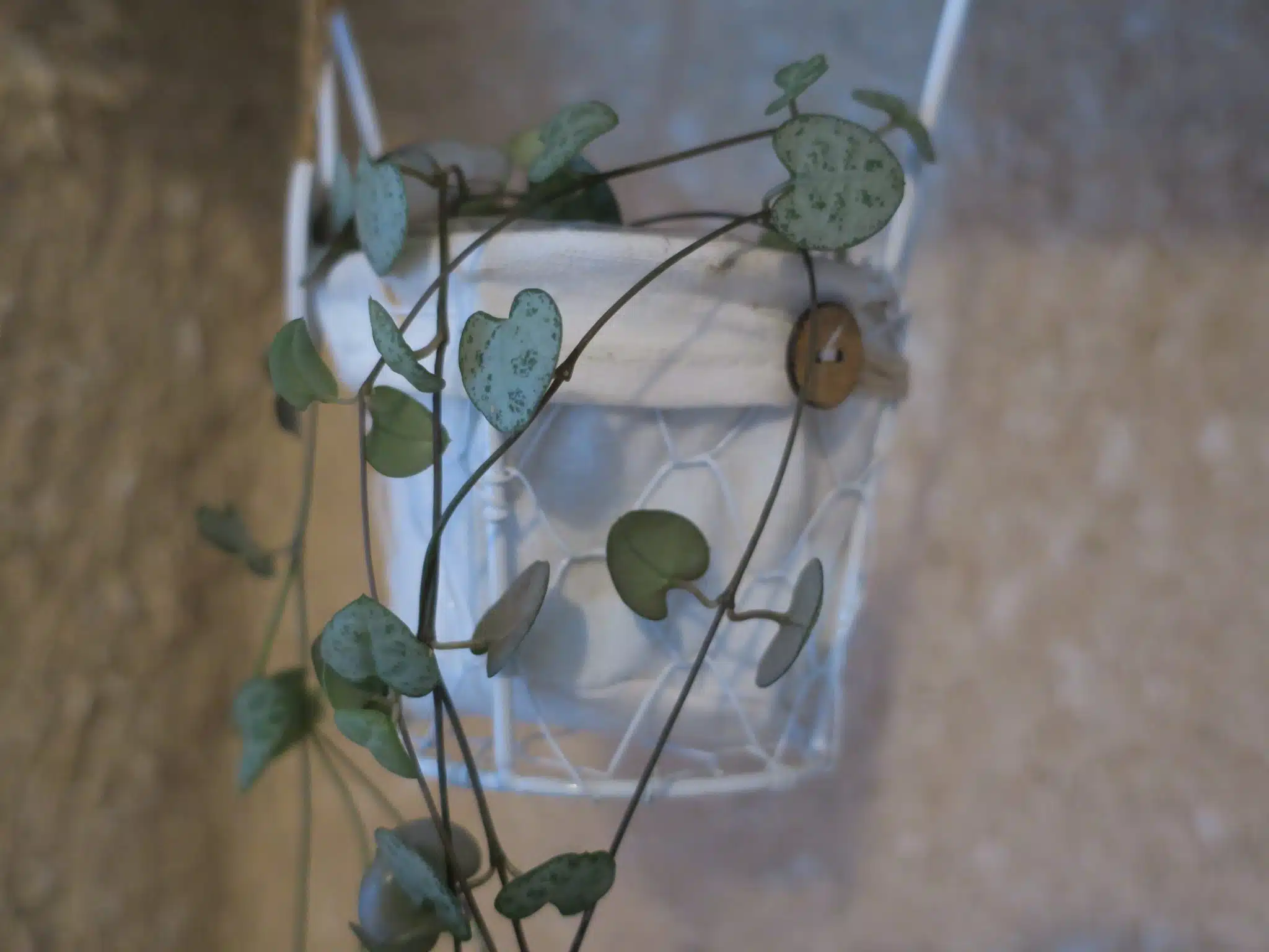 Petite plante tombante dans un pot blanc suspendu, élément décoratif du cabinet d’hypnose d’Erika Jambou à Landerneau.