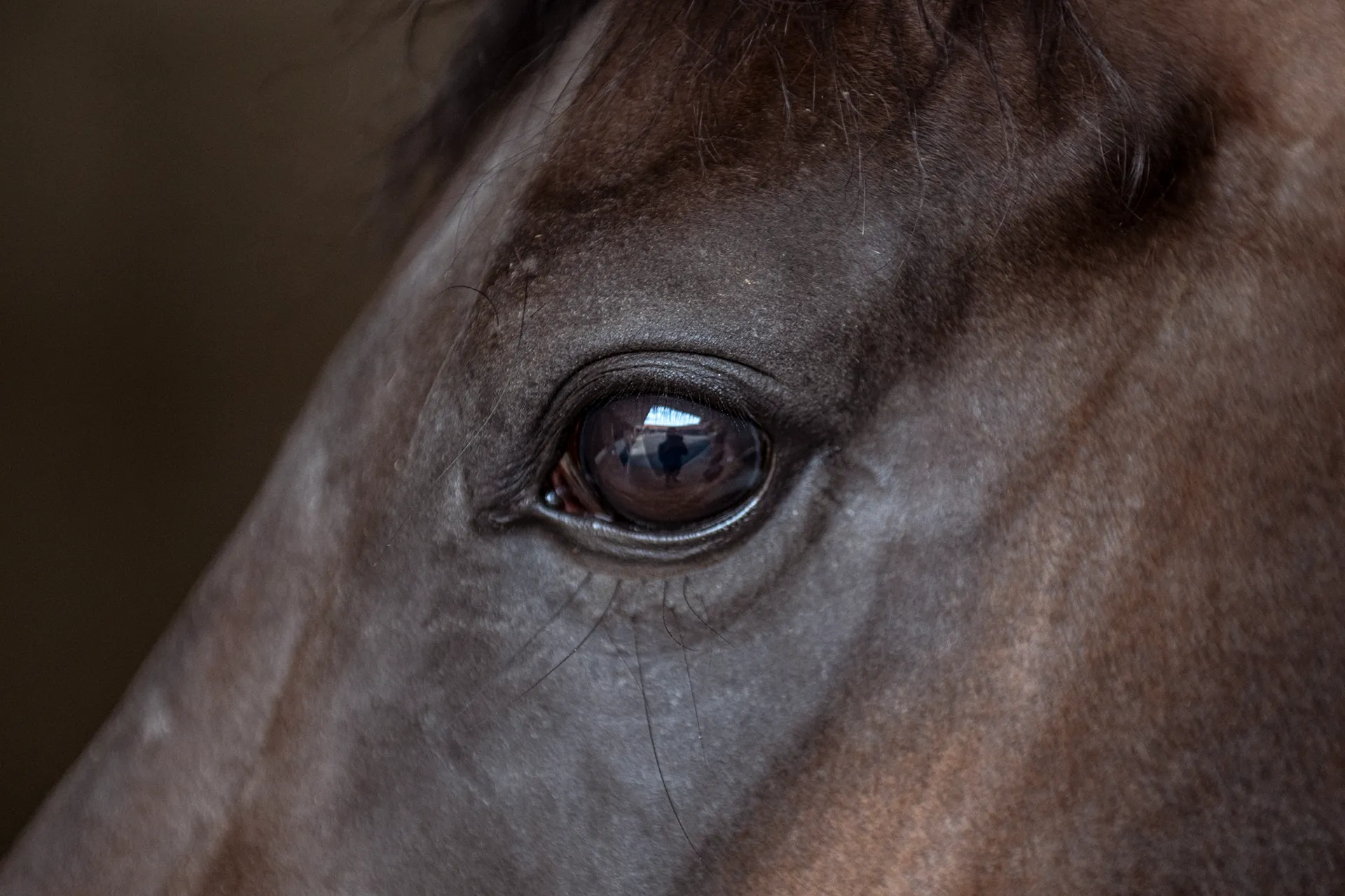 Close-up of a horse's eye reflecting a person and stable interior.
