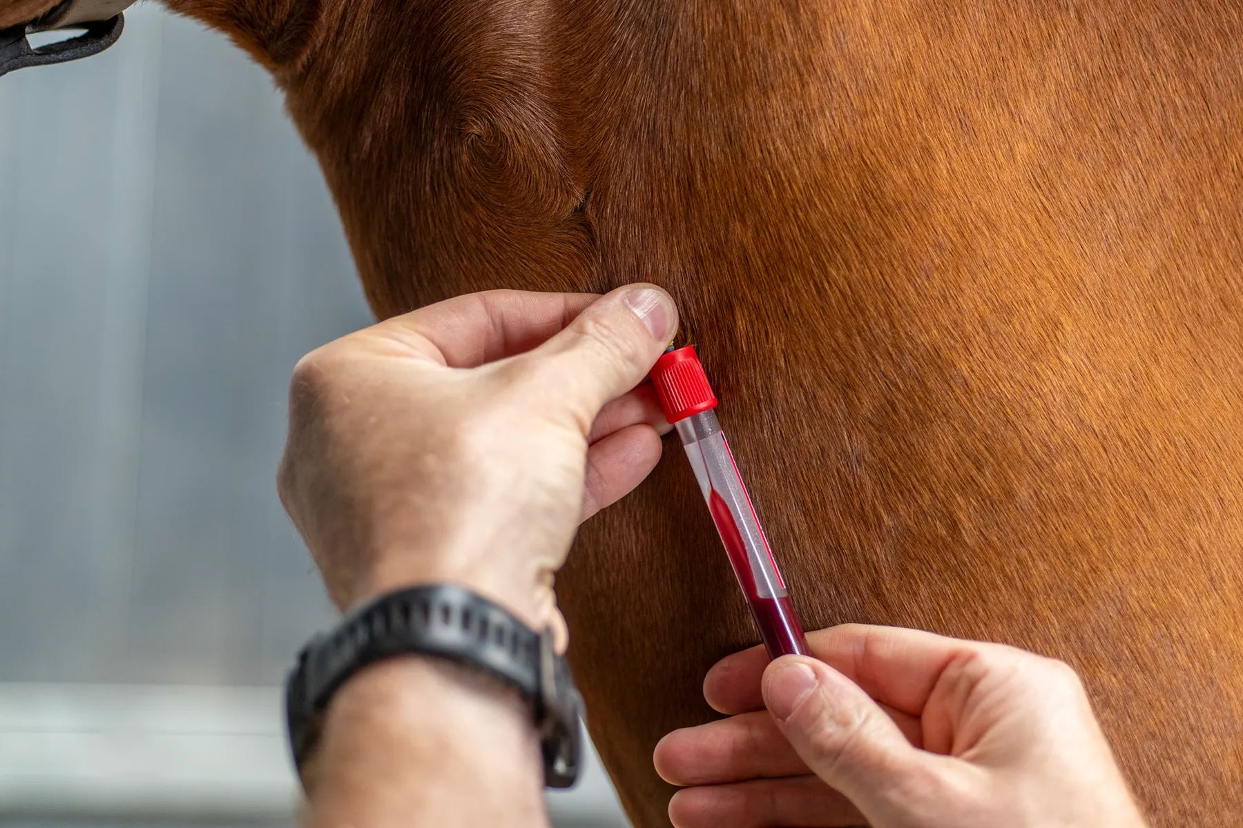 Veterinarian drawing blood from a brown horse's neck using a syringe connected to a test tube with a red cap.