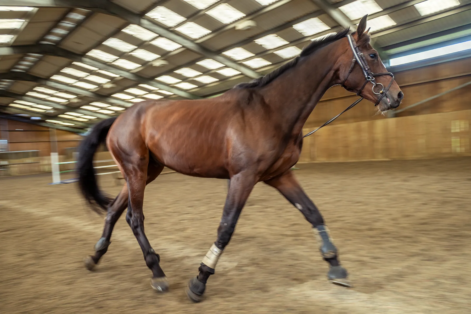Brown horse trotting indoors on a sandy arena with bridle and leg wraps.