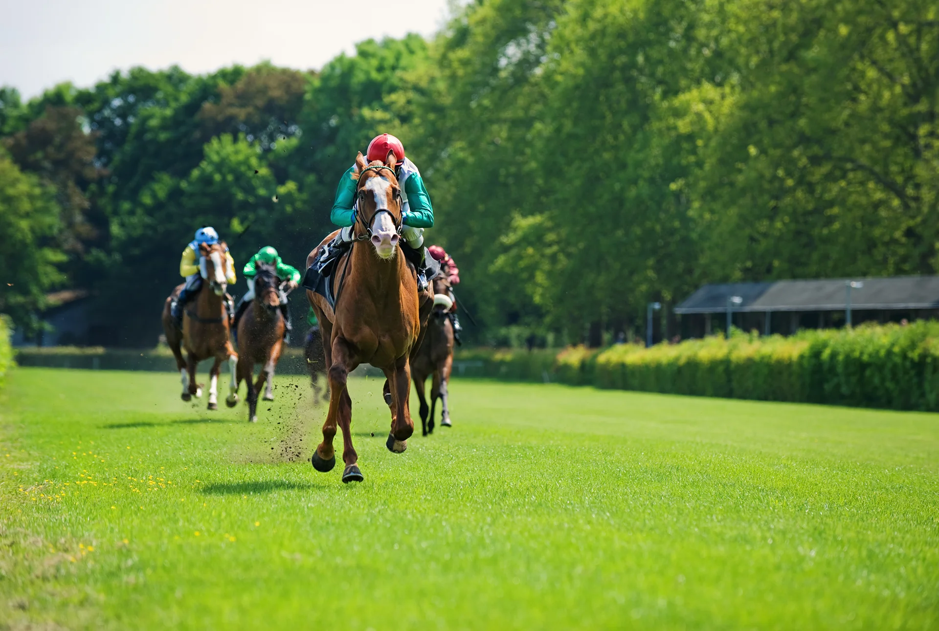Jockeys riding racehorses on a grassy racetrack surrounded by green trees on a sunny day.