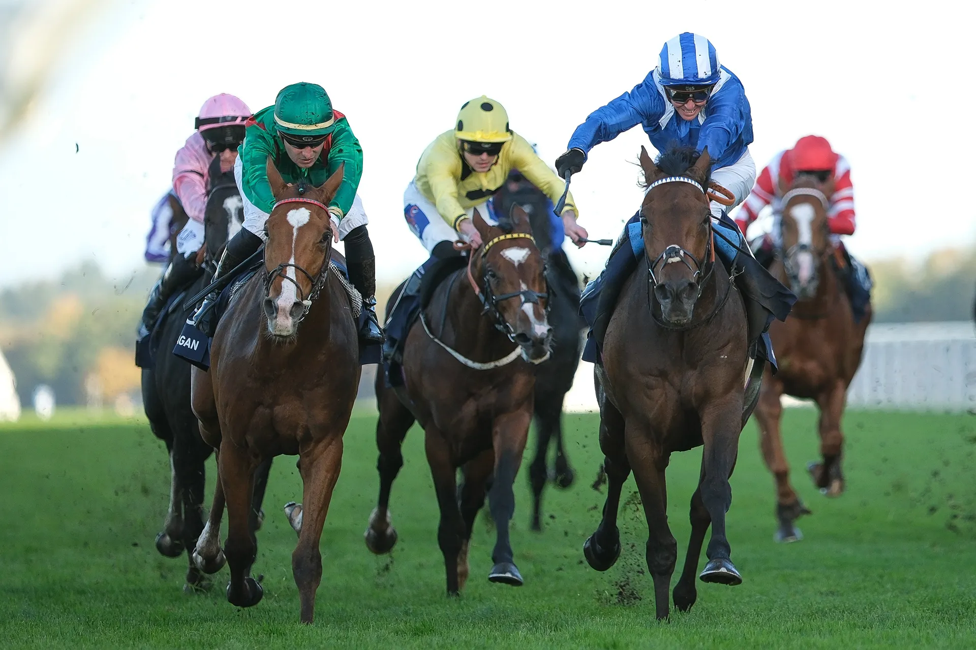 Jockeys in colorful uniforms racing on thoroughbred horses on a grassy racetrack.