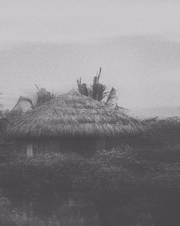 A palapa among palms in the morning mist
